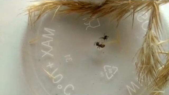 Маленький каракурт атакует муравья [Latrodectus sp. attacks the formica] смотреть онлайн