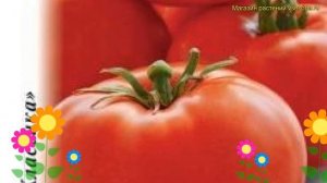 Томат обыкновенный Иришка F1. Краткий обзор, описание характеристик solanum lycopersicum Irishka F1