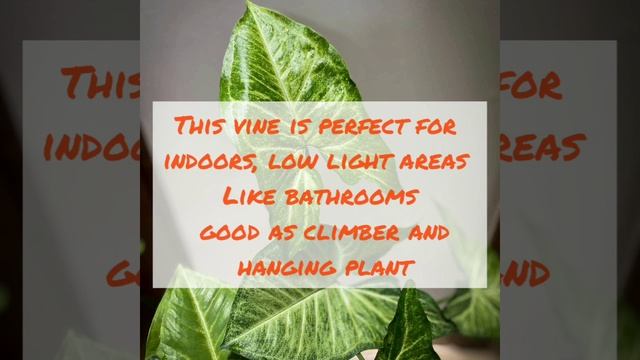 Syngonium Or Arrow Head/gardening Simplified/all About Syngonium Care Growth And Propogation Detail