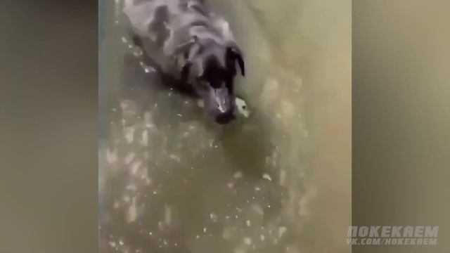 Я РЖАЛ ПОЛ ЧАСА / СМЕШНЫЕ ЖИВОТНЫЕ, КОТЫ СОБАКИ ПОПУГАИ / ЛУЧШИЕ ПРИКОЛЫ НЕДЕЛИ 2019 ДЕКАБРЬ / VINE