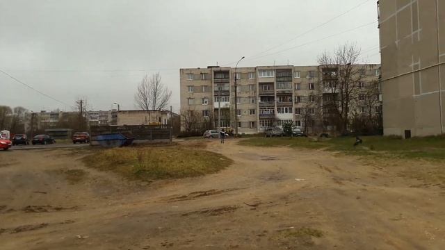 Ворона атакует собаку! смотреть онлайн