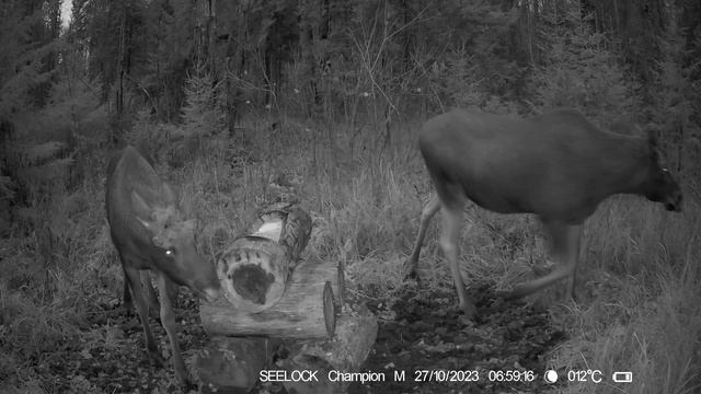 На солонце №5 Фотоловушка SEELOCK S308W #4.2 смотреть онлайн