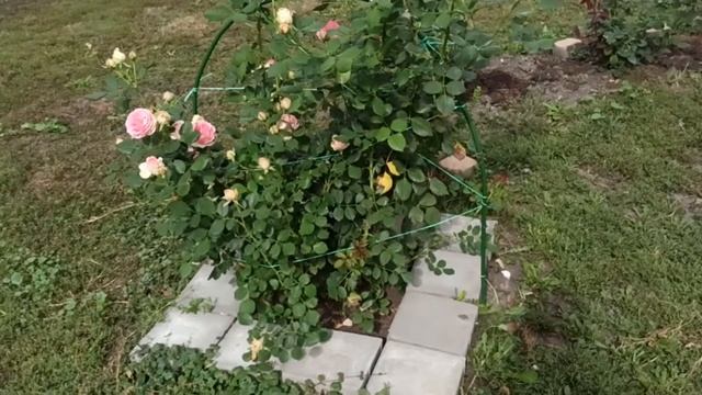 РОЗА ФËРСТ ЛЕДИ (ПЕРВАЯ ЛЕДИ) смотреть онлайн