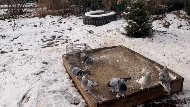 Қысқа дайынсынба? Готов ли к зиме? ХозДворАсха. смотреть онлайн