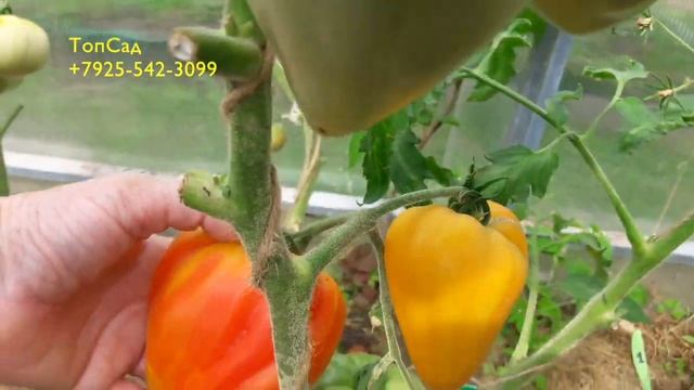 Томаты, сорта которые не подведут в 2021. Сокровище Инков. ТопСад