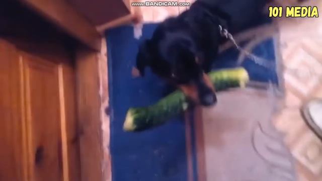 Видео про собаки с озвучкой. смотреть онлайн