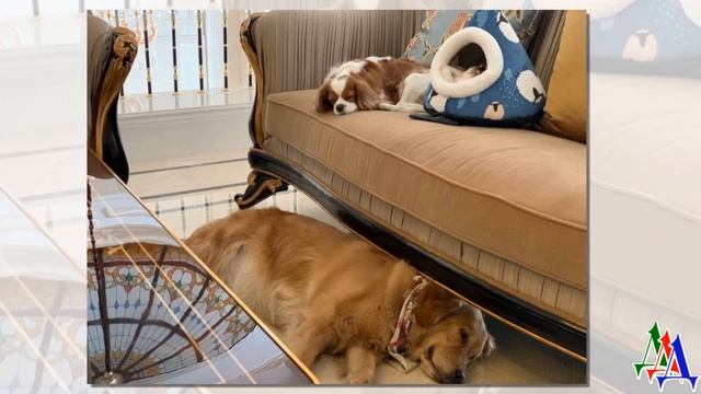 Жалобный писк раздавался на всю улицу – котёнок потерял маму, но его нашёл пёс и спас