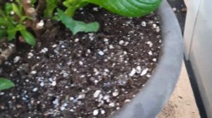 Как обрезать и покрасить крупнолистную гортензию?