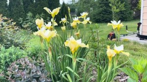 Пионы в саду. Прогулка по саду , 25 июня