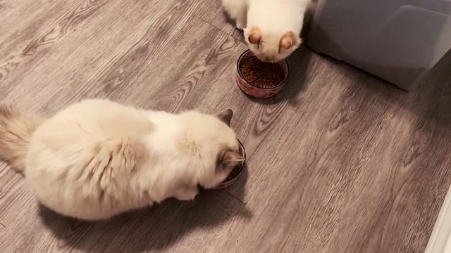 15 Fun Facts About Ragdoll Cats - Ragdoll Cat 101 смотреть онлайн