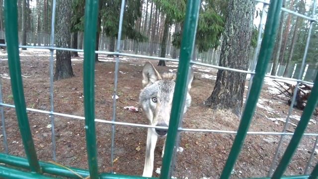Волк лижет руки за еду. Накормил волков мясом. смотреть онлайн