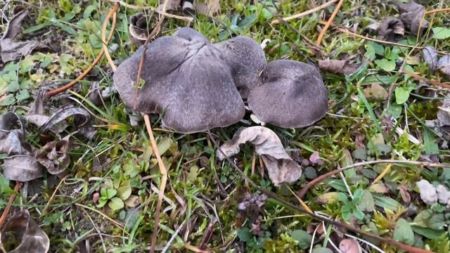 Tricholoma terreum (Рядовка землисто-серая, Мышата), November 20, 2021 смотреть онлайн