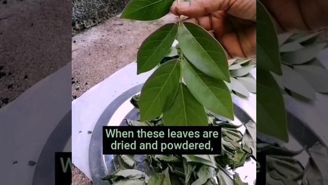 How to make best natural fertilizer for small anthurium#natural#fertilizer#anthurium@naturewithbadi смотреть онлайн