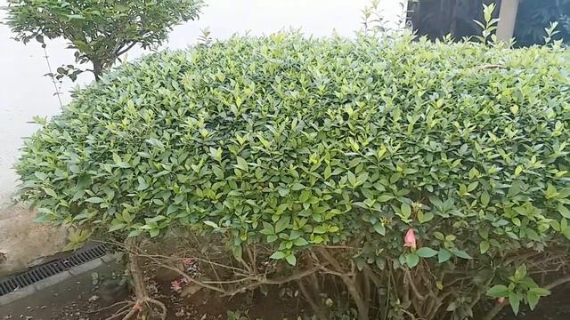 Azaléia – Rhododendron simsii смотреть онлайн