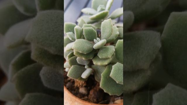 SUCCULENT ROUTINE กิจวัตรชื่นชมไม้ Kalanchoe millotii смотреть онлайн