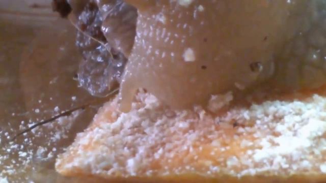 ДЕНЬ УЛИТКИ