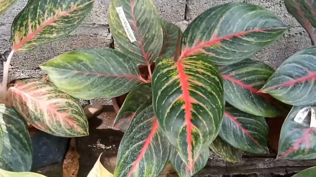 AGLAONEMA's Plants