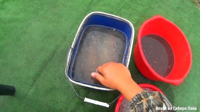 Солю рыбу по дедовскому рецепту... смотреть онлайн