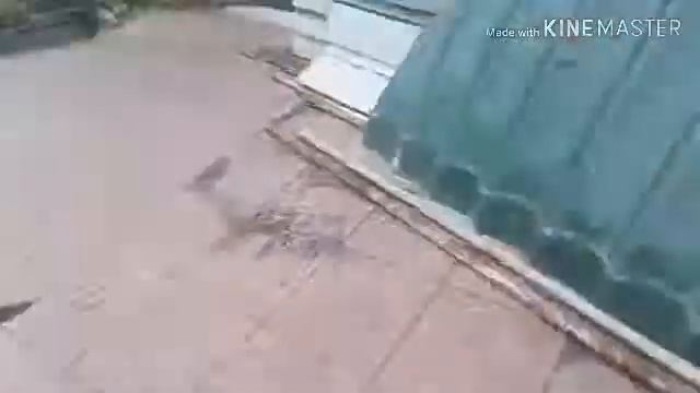 ПЕРВОЕ ВИДЕО//День рождения лп❤(15июня) смотреть онлайн