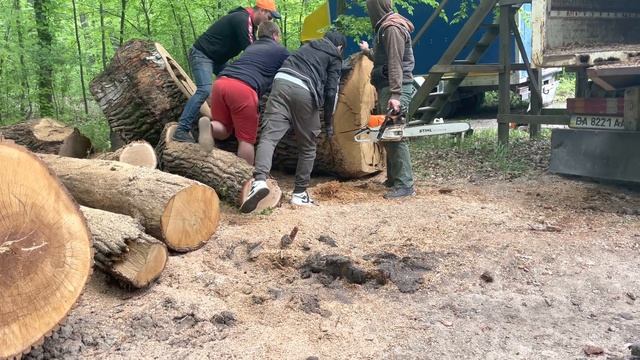 Big Oak Tree ? Chainsaw Stihl MS361 vs Stihl MS462 C-M смотреть онлайн