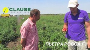 Отзывы о томате ПЬЕТРА РОССА F1, CLAUSE