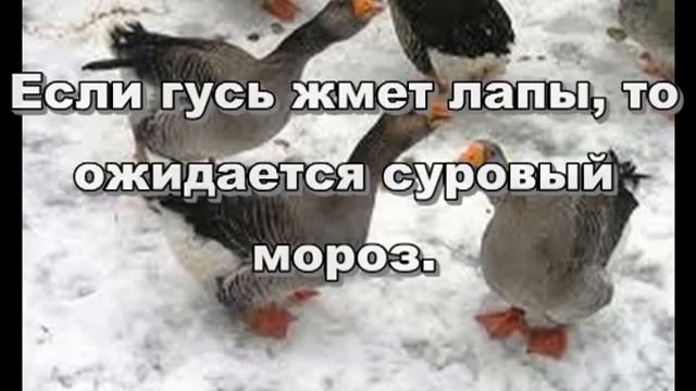 Предсказания погоды_Приметы зимы_гуси и зайцы смотреть онлайн