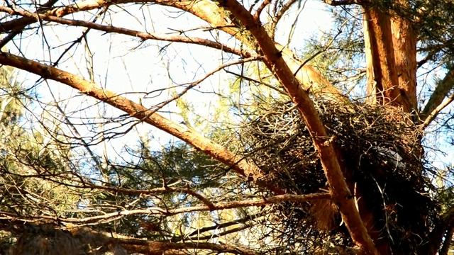 ТЕТЕРЕВЯТНИК смотреть онлайн