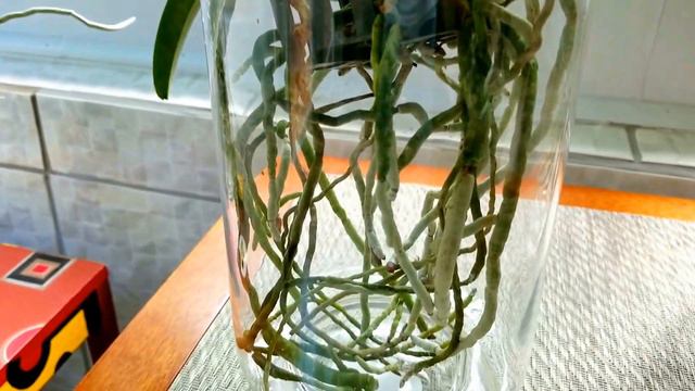 Orchids in moss and water culture, vanda roots, 3 leaf Cattleya mystery continues! смотреть онлайн