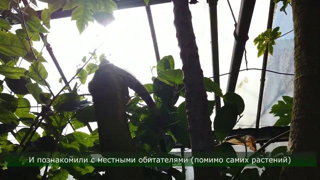 ТРОПИКИ в САРАТОВЕ - Лимонарий? Причем тут БЕЛЫЙ КРОЛИК?? медитировать разрешается! ?♀️ смотреть онлайн