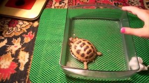 Купаем сухопутную черепаху вишенку?