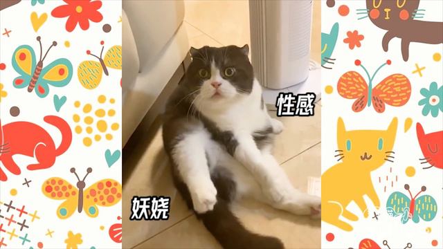小主人睡覺貓咪靜靜陪伴，對比過才發現，貓對小孩那麼溫柔｜李喜猫 смотреть онлайн