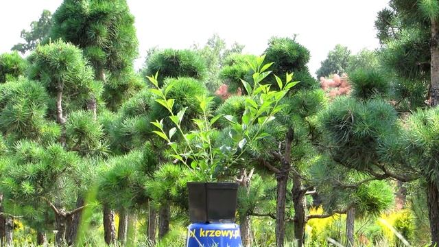 Forsycja pośrednia forsythia intermedia. Sadzonki w doniczkach. смотреть онлайн