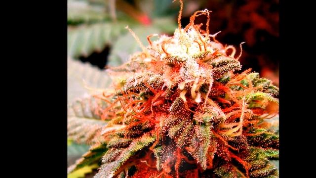 The Flower Initiator - Phytochrome Trigger - Product Education смотреть онлайн