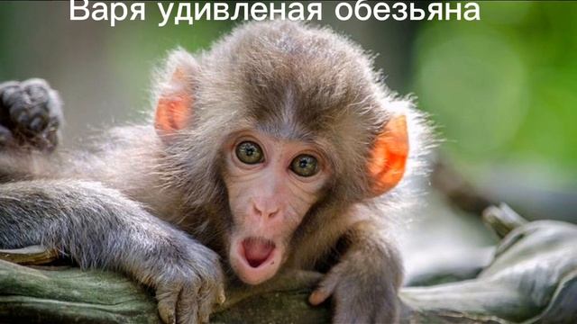 Какая ты обезьяна по имени? смотреть онлайн