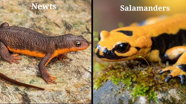 The Living Animals Of The World Newts And salamanders, смотреть онлайн