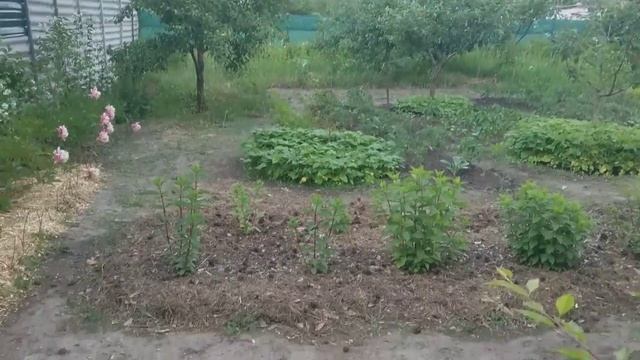 07 июня 2018 Цветение кустарников около западного забора. смотреть онлайн