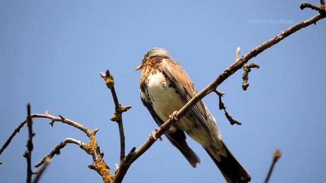 Fieldfare (Turdus pilaris) bird song, чикотень, дрізд спів птахів смотреть онлайн