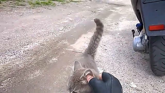 Казахстан#встреча с горным котом смотреть онлайн