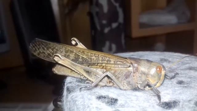 Саранча-кузнечик смотреть онлайн