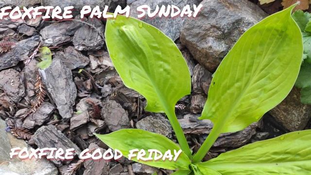 Хосты Foxfire Palm Sunday и Foxfire Good Friday