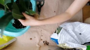 ПОСАДКА МОЛОДЫХ ЧЕРЕНКОВ. Фикус Циатистипула (Ficus ciathistipula)