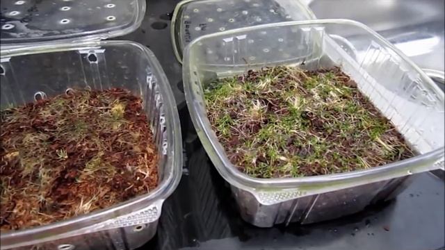 The Orchid Dome: special episode! (part 2 of 2) смотреть онлайн