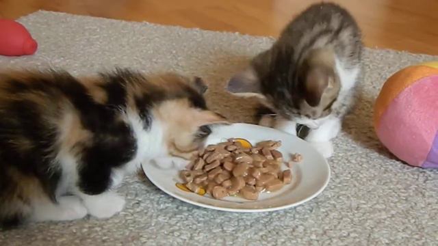 Котята кушают консервы Hills смотреть онлайн