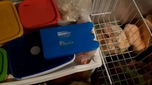 Что в нашей морозилке Новая организация хранения продуктов в морозильном ларе