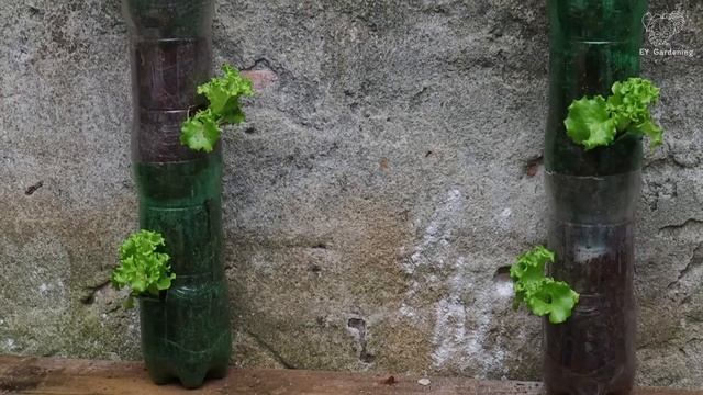 Tower Of Lettuce Plants From Plastic Bottles | On The Terrace | Narrow Space смотреть онлайн