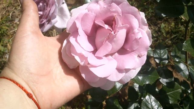 La Rose du Petit Prince/Роза "Маленький принц". Delbard. Июнь 2022 год. смотреть онлайн