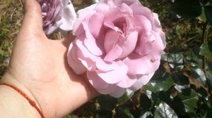 La Rose du Petit Prince/Роза «Маленький принц». Delbard. Июнь 2022 год.