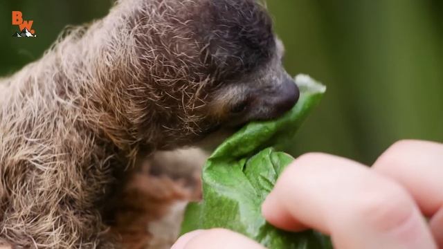 САМЫЙ МИЛЫЙ ЛЕНИВЕЦ, КОТОРОГО Я ТОЛЬКО ВИДЕЛ