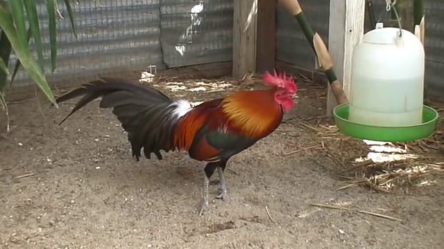 Kong's Hybridized Laos Strain Red Junglefowl Breeder #1 смотреть онлайн