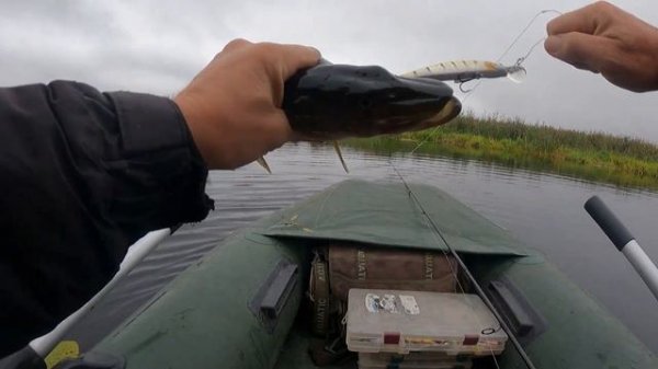 Обзор посылки с щучьими воблерами Тцуйоки Adept и Sanitar